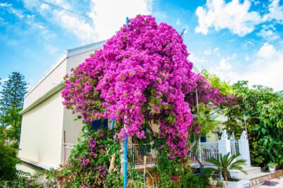 Angel Apartment in Fiscardo (29)